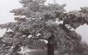Έπεσαν τα πρώτα χιόνια στην Αρκαδία! [photos]