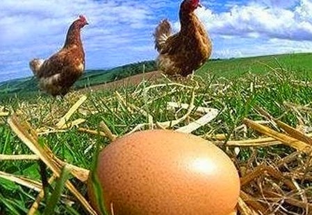 H πανεύκολη μέθοδος για να καταλάβεις αν τα αυγά είναι ΦΡΕΣΚΑ! - Φωτογραφία 1