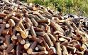Αιτωλοακαρνανία: 200 τόνοι παράνομης ξυλείας κατασχέθηκαν στον Ορεινό Βάλτο