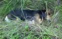 Κάτω Αχαΐα: Θανάτωσαν σκυλιά – Έριξαν φόλες σε έξι αδέσποτα τετράποδα