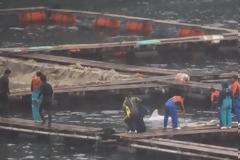 Ένα σπάνιο δελφίνο αλμπίνο στον όρμο του Ταϊτζί