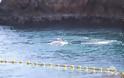 Ένα σπάνιο δελφίνο αλμπίνο στον όρμο του Ταϊτζί - Φωτογραφία 2