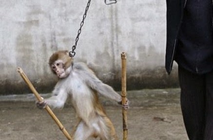 ΔΕΝ ΑΝΤΕΧΕΤΑΙ-ΣΠΑΡΑΚΤΙΚΕΣ ΕΙΚΟΝΕΣ: ΔΕΙΤΕ πως κακοποιούν τα ζώα για να τα εκπαιδεύσουν! [photos] - Φωτογραφία 1