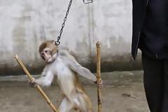 ΔΕΝ ΑΝΤΕΧΕΤΑΙ-ΣΠΑΡΑΚΤΙΚΕΣ ΕΙΚΟΝΕΣ: ΔΕΙΤΕ πως κακοποιούν τα ζώα για να τα εκπαιδεύσουν! [photos]