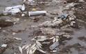 Νεκροταφείο ψαριών το Πόρτο Λάγος – Ξεβράζει πτώματα εδώ και 2 βδομάδες το Λιμάνι - Φωτογραφία 3