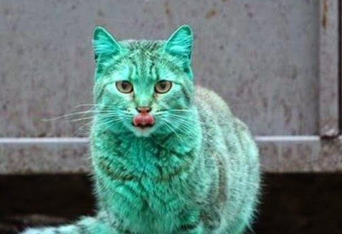 Πέπλο μυστηρίου γύρω από μια... πράσινη γάτα! (video] - Φωτογραφία 1