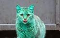 Πέπλο μυστηρίου γύρω από μια... πράσινη γάτα! (video]