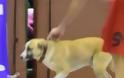 Το βίντεο της ημέρας: Ένας σκύλος...στο παρκέ! [video]