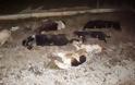 Φθιώτιδα: Η επικήρυξη για τον δολοφόνο των σκυλιών στο Αρχάνι