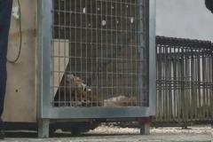 Μεταφορά τίγρεως από τα Τρίκαλα στο... σαν Ντιέγκο! [video]