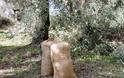Ηλεία: Σήκωσαν σχεδόν δύο τόνους ελιές από λιοστάσια