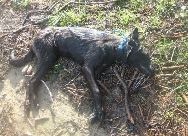 ΑΙΣΧΟΣ: Έσερνε για 2 χιλιόμετρα με το Ι.Χ. του στην Ηλεία, σκυλί για να το σκοτώσει! [photos] - Φωτογραφία 1