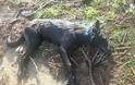 ΑΙΣΧΟΣ: Έσερνε για 2 χιλιόμετρα με το Ι.Χ. του στην Ηλεία, σκυλί για να το σκοτώσει! [photos]
