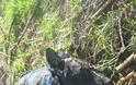 ΑΙΣΧΟΣ: Έσερνε για 2 χιλιόμετρα με το Ι.Χ. του στην Ηλεία, σκυλί για να το σκοτώσει! [photos] - Φωτογραφία 3