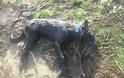 ΑΙΣΧΟΣ: Έσερνε για 2 χιλιόμετρα με το Ι.Χ. του στην Ηλεία, σκυλί για να το σκοτώσει! [photos] - Φωτογραφία 4