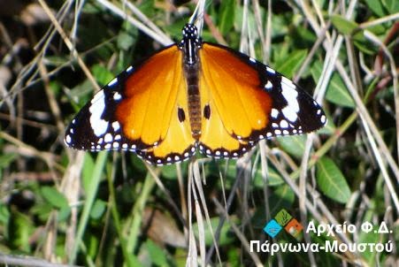 Η πεταλούδα τίγρης της πεδιάδας” στο επικό της ταξίδι πάνω από τη θάλασσα - Φωτογραφία 2