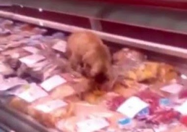 Γάτα με ακριβά γούστα έφαγε ψάρια βιτρίνας αξίας...[video] - Φωτογραφία 1