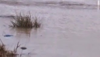 Έσπασε το ανάχωμα στο Πέταλο του Έβρου...Στο πόδι κάτοικοι και Αρχές για τις πλημμύρες [video] - Φωτογραφία 1