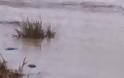 Έσπασε το ανάχωμα στο Πέταλο του Έβρου...Στο πόδι κάτοικοι και Αρχές για τις πλημμύρες [video]