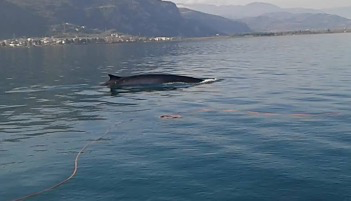 Απίστευτο!Φάλαινα στο Μαλιακό! - Φωτογραφία 1