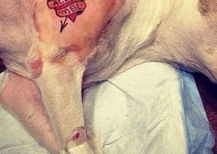 Απαγορεύονται τα τατουάζ σε ζώα στη Νέα Υόρκη - Φωτογραφία 1