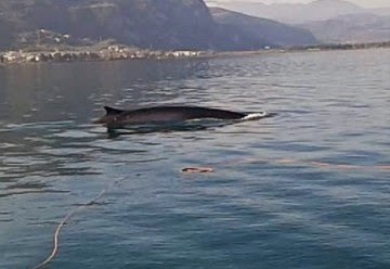 Δείτε το video με τη φάλαινα που κάνει βόλτες στο Μαλιακό Κόλπο! [video] - Φωτογραφία 1