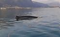 Δείτε το video με τη φάλαινα που κάνει βόλτες στο Μαλιακό Κόλπο! [video]