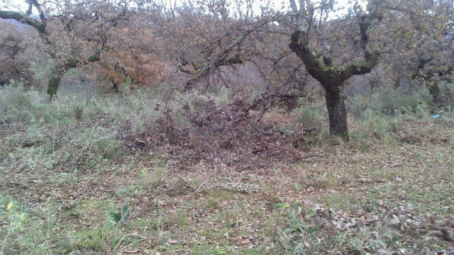 Λαθροϋλοτόμοι πετσόκοψαν αιωνόβιες βελανιδιές στην Παλαιομάνινα - Φωτογραφία 4