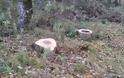 Λαθροϋλοτόμοι πετσόκοψαν αιωνόβιες βελανιδιές στην Παλαιομάνινα - Φωτογραφία 1