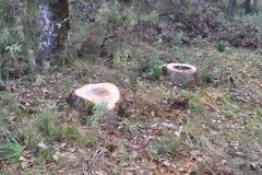 Λαθροϋλοτόμοι πετσόκοψαν αιωνόβιες βελανιδιές στην Παλαιομάνινα