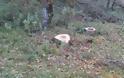 Λαθροϋλοτόμοι πετσόκοψαν αιωνόβιες βελανιδιές στην Παλαιομάνινα - Φωτογραφία 2