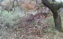 Λαθροϋλοτόμοι πετσόκοψαν αιωνόβιες βελανιδιές στην Παλαιομάνινα - Φωτογραφία 7