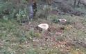 Σκηνές «άγριας Δύσης» στο Βελανιδοδάσος Ξηρομέρου με τους παράνομους ξυλοκόπους - Φωτογραφία 2