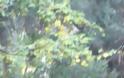 Φωτογραφίες Ντοκουμέντο: Κόβουν Δέντρα Σε Πάρκο Της Αθήνας Για Να Τα Κάνουν Καυσόξυλα [photos] - Φωτογραφία 3