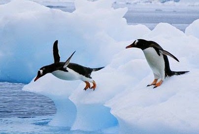 Πώς αντέχουν το πολικό ψύχος οι πιγκουίνοι - Φωτογραφία 1