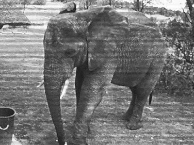 Αυτός είναι ο ελέφαντας που κέρδισε τον σεβασμό μας! [video] - Φωτογραφία 1