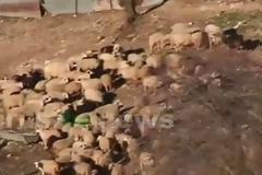 Ορεινό Πωγωνίου: Κραυγή απόγνωσης από τη μοναδική κάτοικο του χωριού, μια ανάσα από τα ελληνοαλβανικά σύνορα! [video]