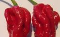 Η πιο καυτερή πιπεριά του κόσμου είναι από ... [photos]