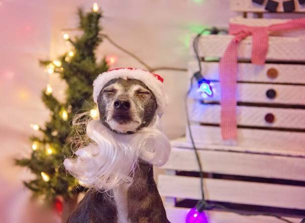 Σκύλοι που έχουν μπει στο κλίμα των Χριστουγέννων [photos] - Φωτογραφία 4