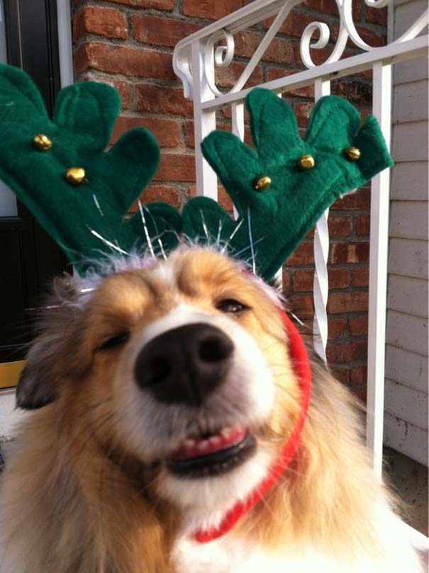 Σκύλοι που έχουν μπει στο κλίμα των Χριστουγέννων [photos] - Φωτογραφία 5