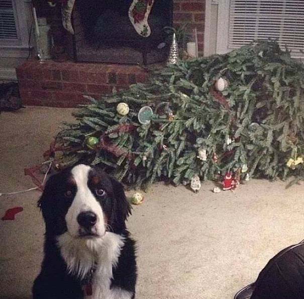 Σκύλοι που έχουν μπει στο κλίμα των Χριστουγέννων [photos] - Φωτογραφία 7