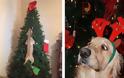 Σκύλοι που έχουν μπει στο κλίμα των Χριστουγέννων [photos]