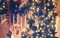 Σκύλοι που έχουν μπει στο κλίμα των Χριστουγέννων [photos] - Φωτογραφία 2