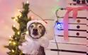 Σκύλοι που έχουν μπει στο κλίμα των Χριστουγέννων [photos] - Φωτογραφία 4