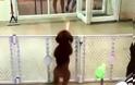 Σκύλος τρελάθηκε βλέποντας τον ιδιοκτήτη του και τρέλανε με την αντίδραση του ολόκληρο το Facebook [Video]