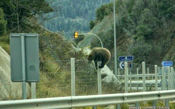 Το πανέμορφο αρκουδάκι της Εγνατίας οδού που ξετρελαίνει τους οδηγούς - Φωτογραφία 2
