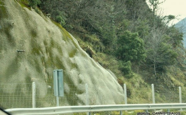 Το πανέμορφο αρκουδάκι της Εγνατίας οδού που ξετρελαίνει τους οδηγούς - Φωτογραφία 5