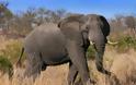 Η Ζιμπάμπουε άρχισε να εξάγει... ελέφαντες!