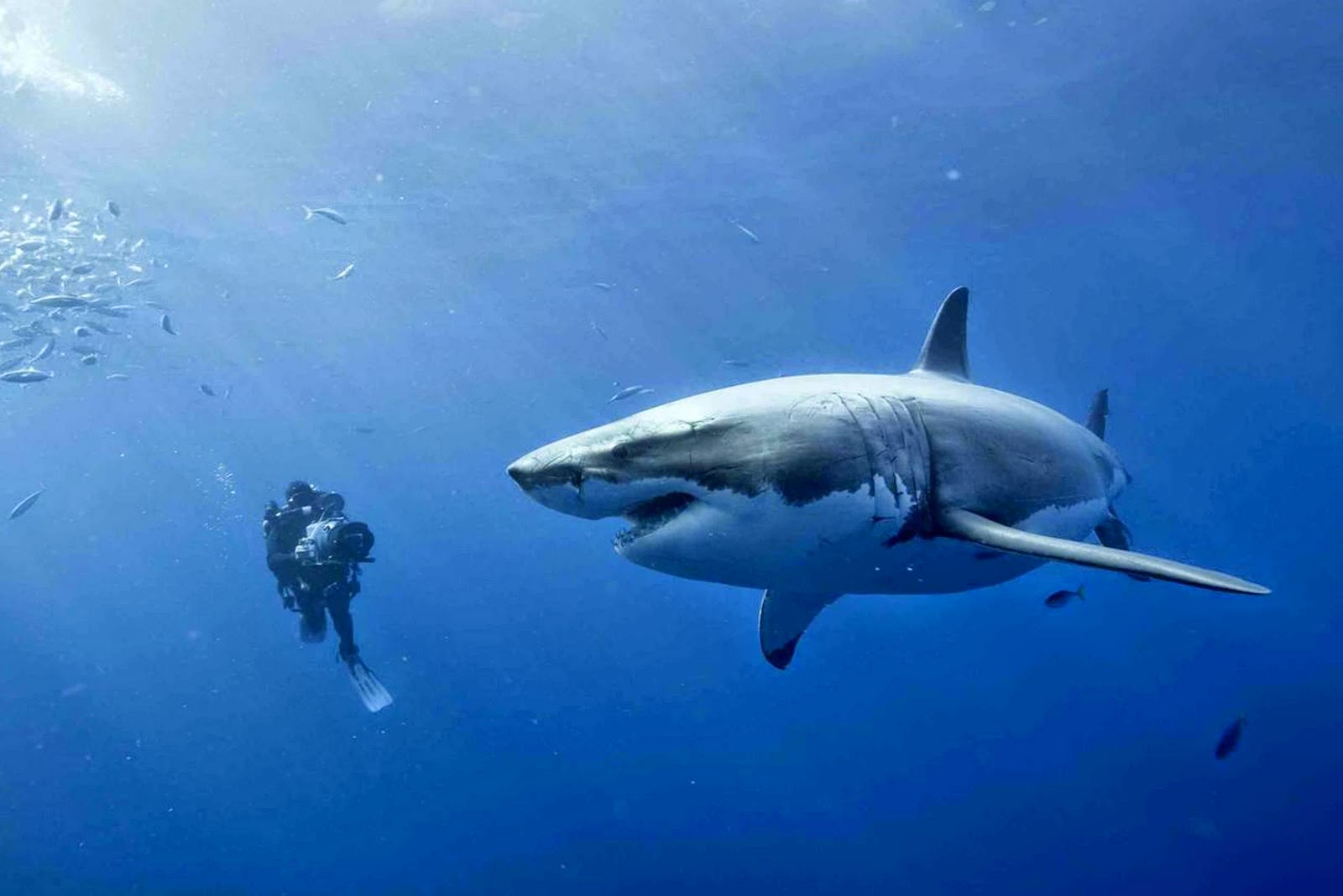 Αυστραλία: Επίθεση καρχαρία σε ψαρά - Φωτογραφία 1