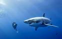 Αυστραλία: Επίθεση καρχαρία σε ψαρά